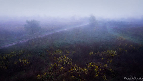 Foggy landscape with wildflowers