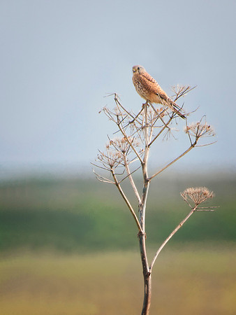 Life on the dry