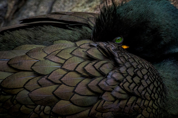 Dragon Eye