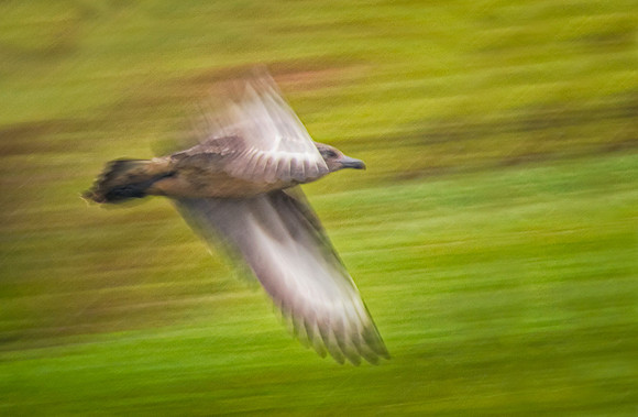 Flying through the rain