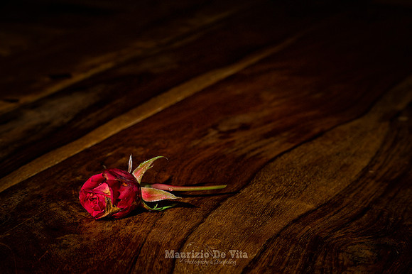 Memories of a Rose