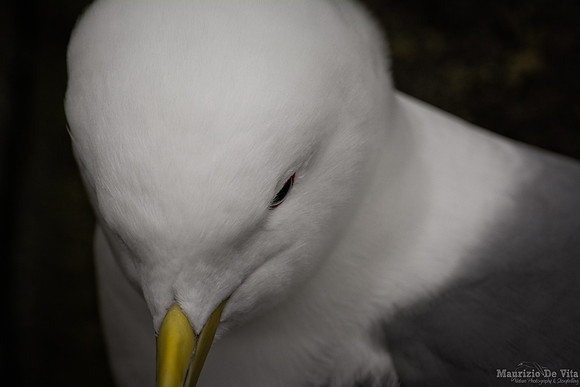 Portrait of a gentle soul facing a storm