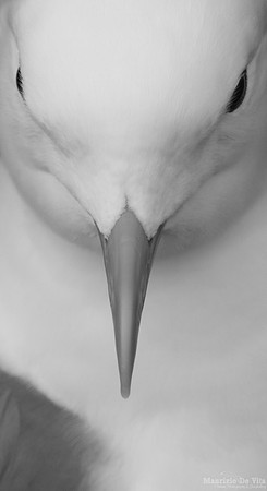 Close Portraiture