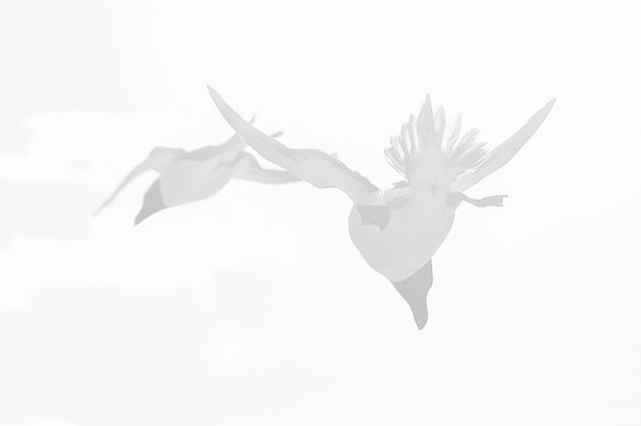 Freestyle