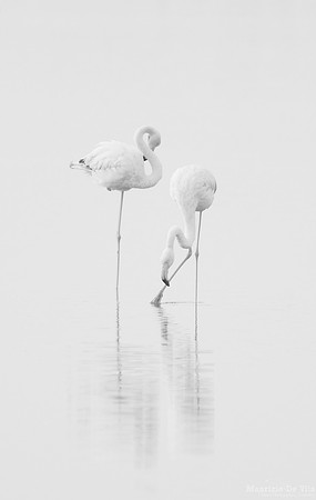 Dancers in High Key