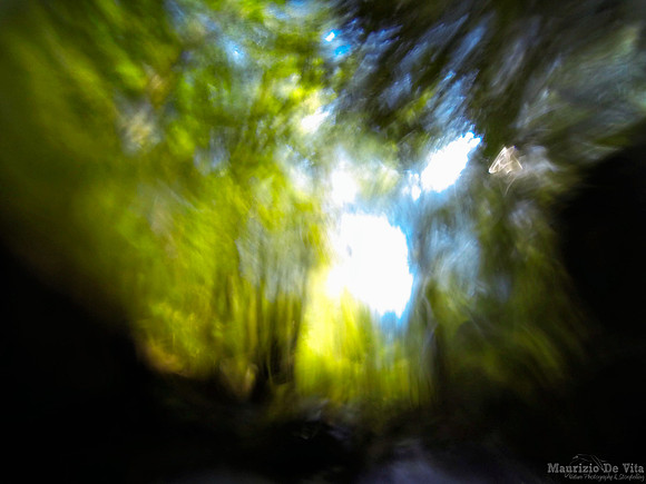 Spirits of the woods