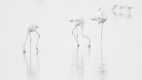 Dancing tones