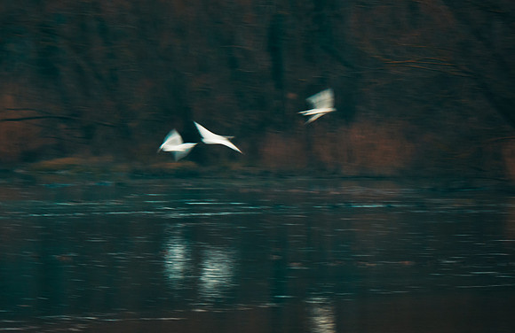 Nocturnal Flight