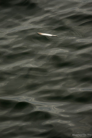 Floating feather