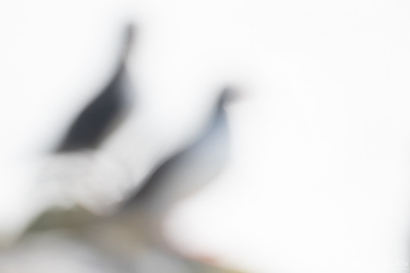 Bird shapes through squinting eyes
