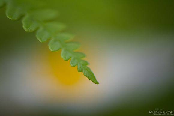 Leaf and flower