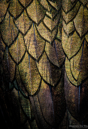 Colours under cover