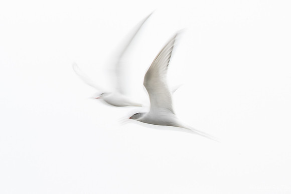 On the wing