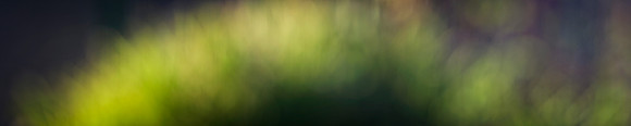 Blades of Grass as the Sun goes down
