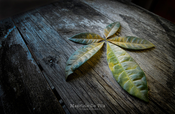 A Fallen Leaf