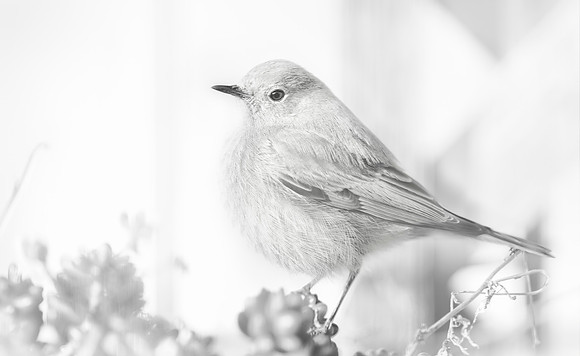 Winter visitor
