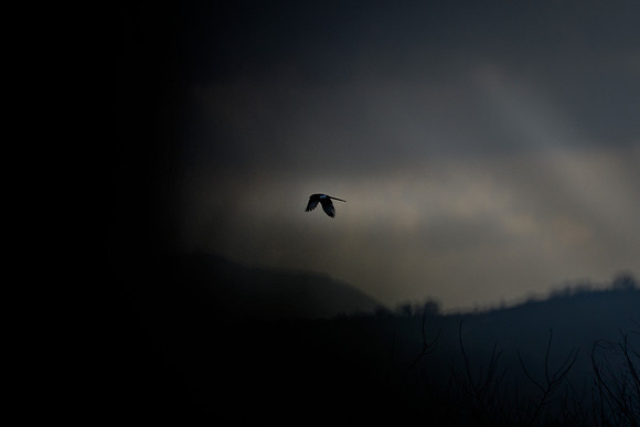 Stormbound