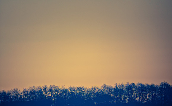 Treeline at Sunrise