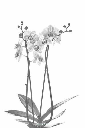 Wabi-sabi