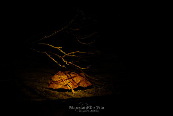 Meditation about Death