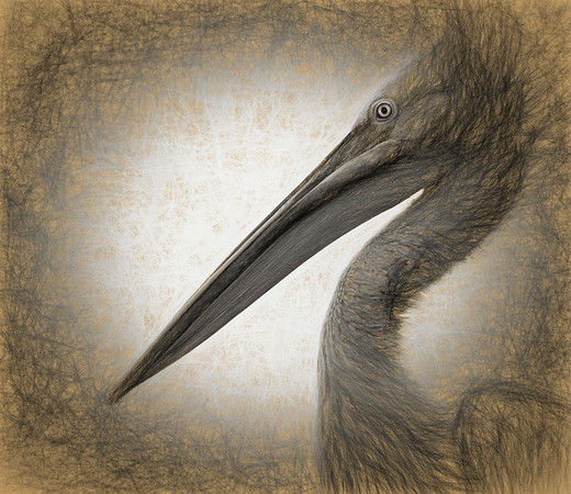 Hector…