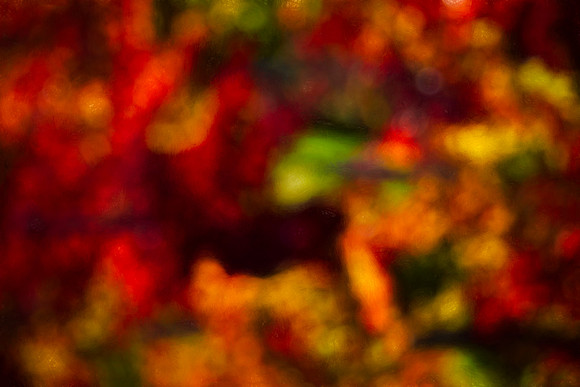 Passion and Fall in the Vineyard