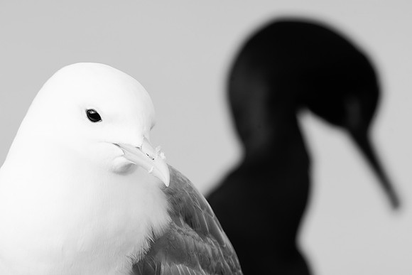 Black or White or Both…