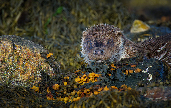 Otters Hairdo