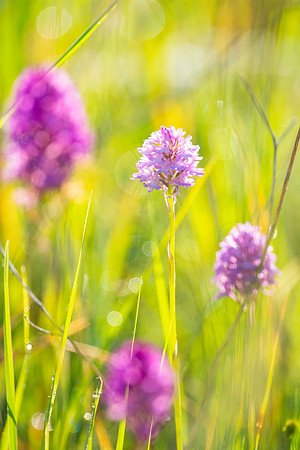 Wild Flowers in a sunny day
