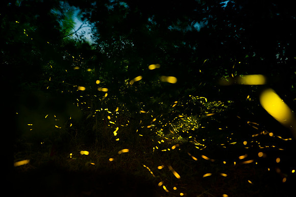 Sentieri nel buio - Pathways through darkness
