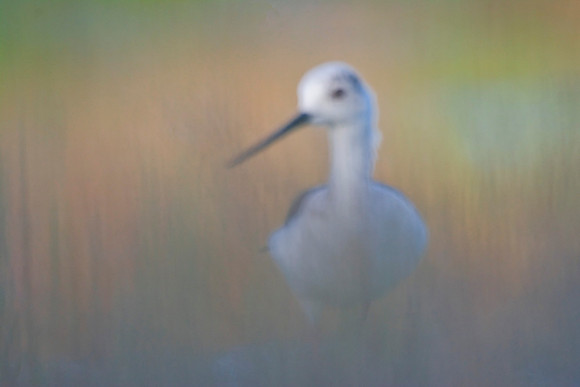 Ghost of the Marshes