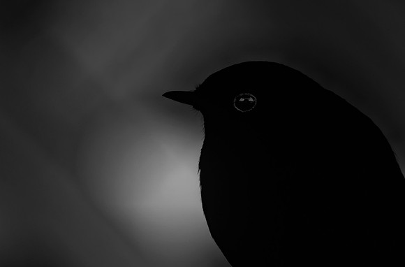 Black Magic