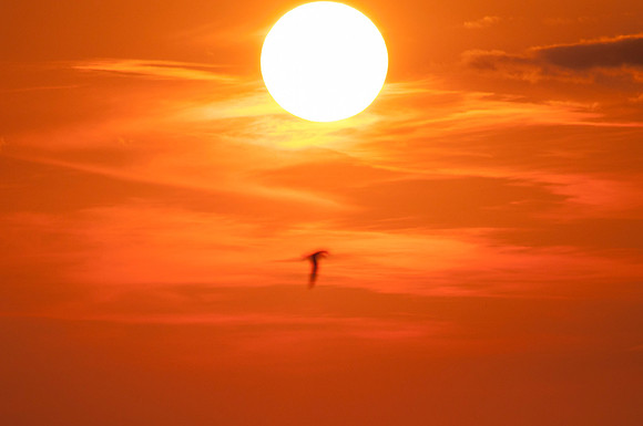 Icarus