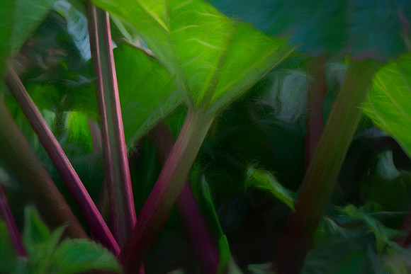 Rhubarb Forest