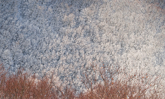 Snow Laces