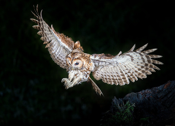 20230627-223859-June-Scotland_NZ99398-Edit