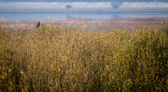 Watcher of the reeds