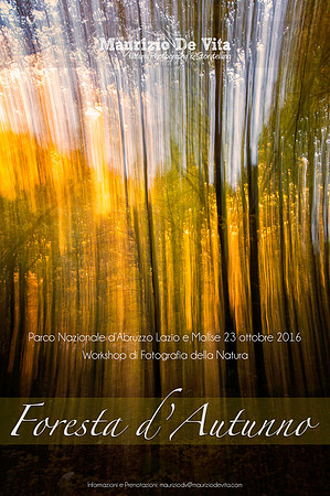 Foresta d'Autunno