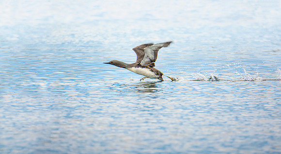 Skimming on blues