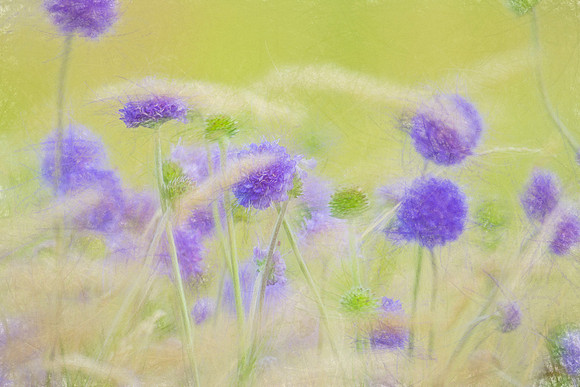 Windy meadow