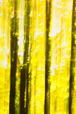 Light through the falling leaves