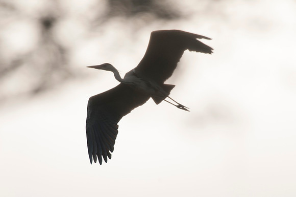 Flight among times