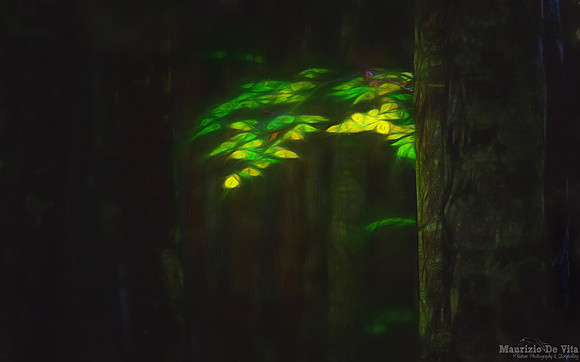 Lights