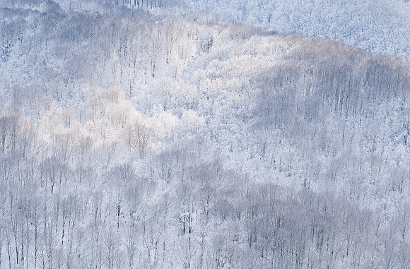 Winter Tones