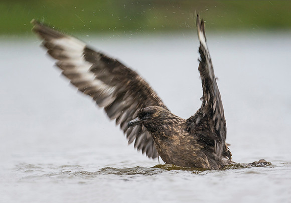 Great Skua