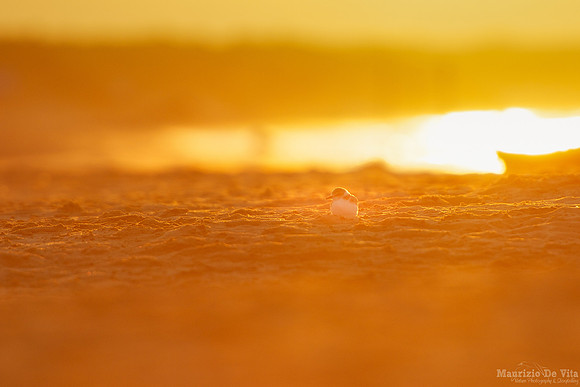 Sun bathing at first lights